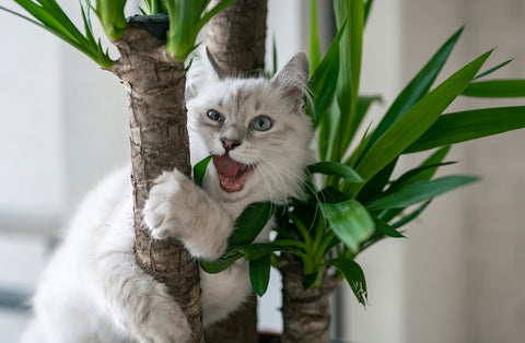 photo - a white cat chewing on an indoor plant or palm tree