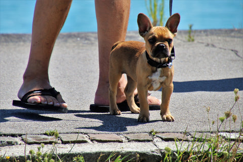 photo - a small dog wearing a leash and a collar standing next to its owner