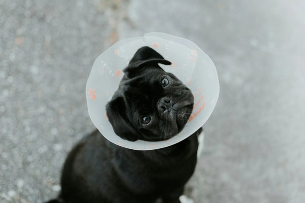 photo - a black pug wearing a vet collar looking up - desexing female dogs