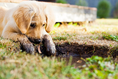 photo - a puppy covered in dirt laying down