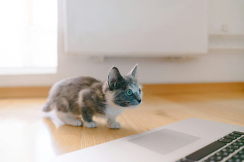 photo - a spotted kitten staring at a laptop screen