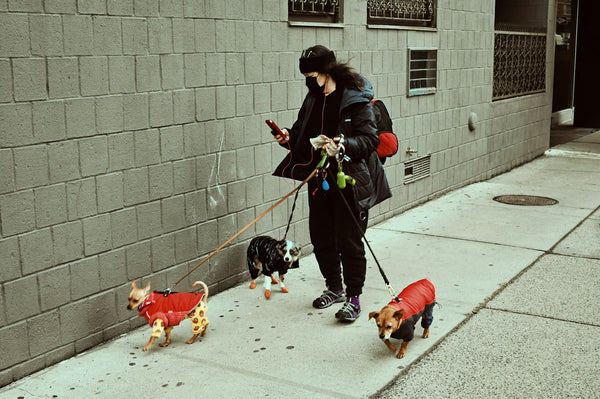 photo - a woman walking with a phone in her head walking three dogs without double dog lead and struggling
