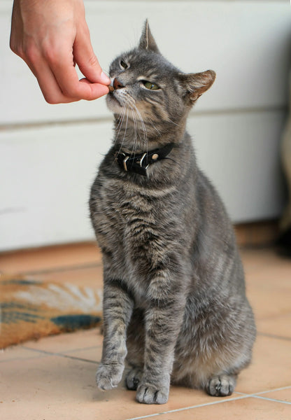 photo - a cat sitting on the living room floor licking a cat treat its owner is stretching to it