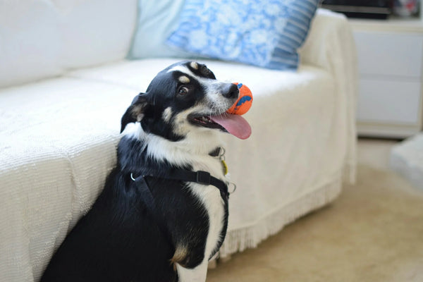 photo - a happy dog sitting in the living room with a one of its dog toys in its mouth happy