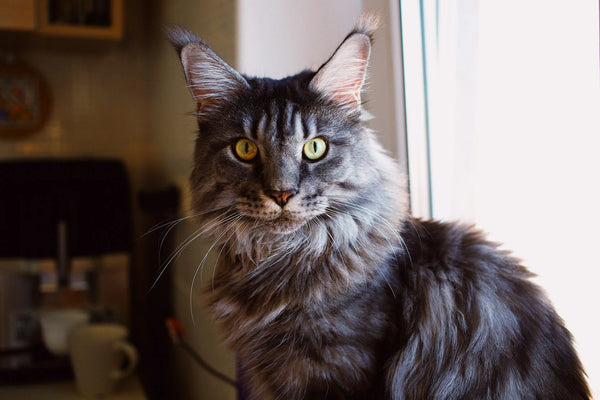 photo - a grey maine coon adelaide cat looking at the camera