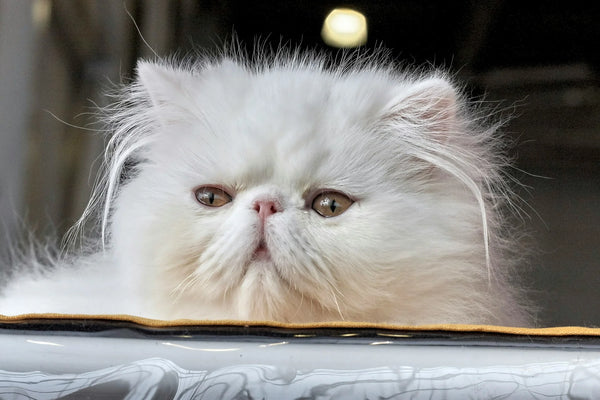 Persian cat is one of the types of cats in Australia a close up shot