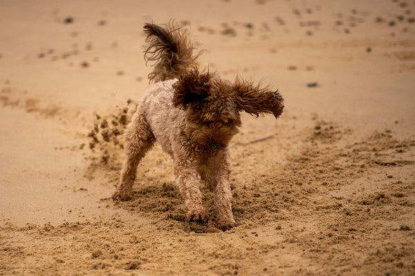 photo - a dog digging sand under the fence