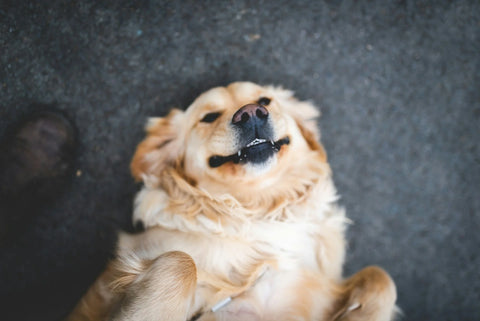 photo - a happy dog on its back smiling at the camera after having the Best Meat for Dogs