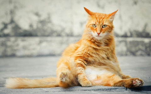 photo - an organce cat sitting on its legs grooming itself