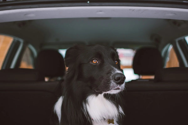 photo - a dog in the trunk of a car restrained with a seat belt clip