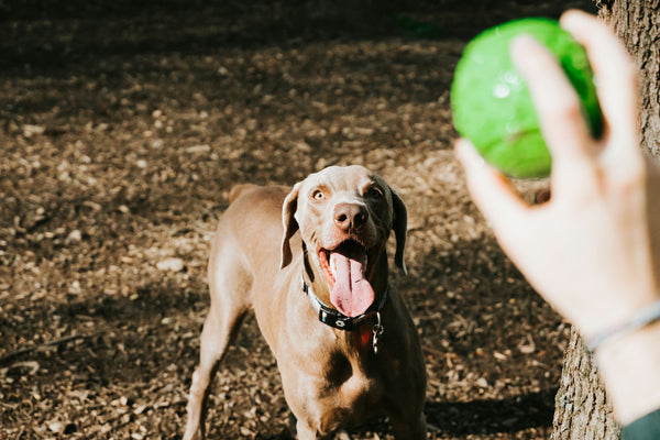 photo - POV of a person throwing a green ball for a dog in front of the camera with its tongue out to catch