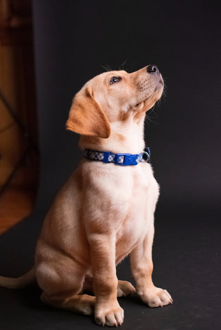 photo - a puppy wearing a collar looking up in a dark setting