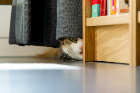 photo - a scared cat hiding behind furniture