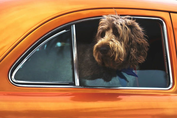 photo - a dog looking out of a car window wearing a dog car seat belt