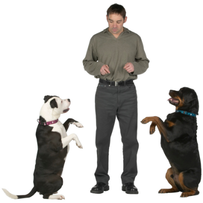 Dog Training