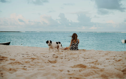 photo - a dog beach melbourne location with a woman and a sog in the middle of a horizon of blue water and yellow sand