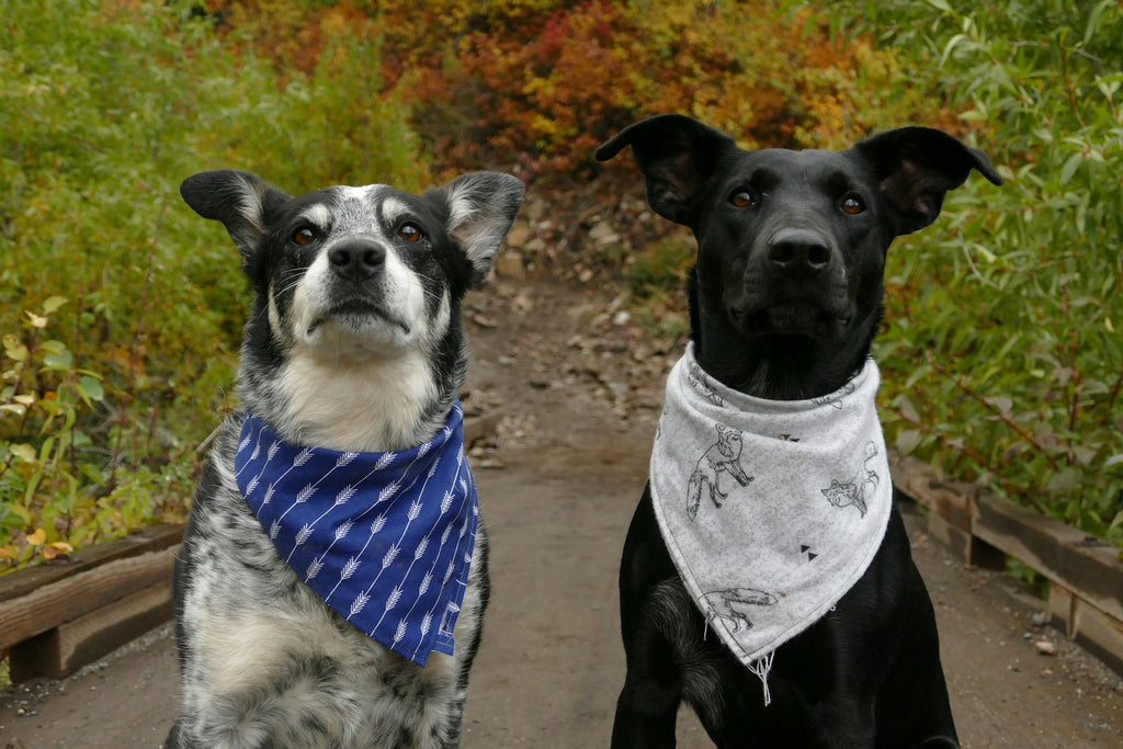 photo - two dogs staring at the camera sitting at a park waiting for their double dog leads 