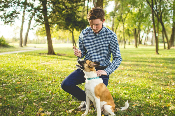 photo - a young guys at a park learing how to train a reactive dog with his dog