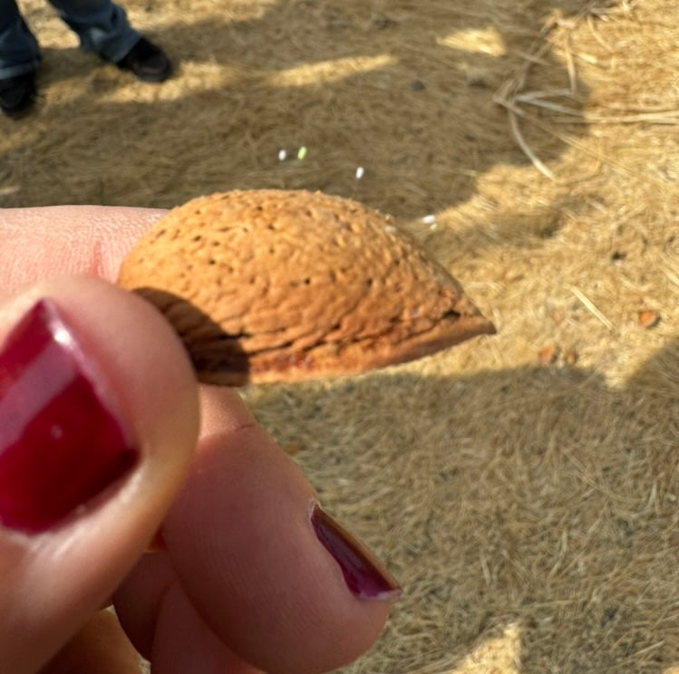 Close-up of an Almond hosting the eggs of the lacewing