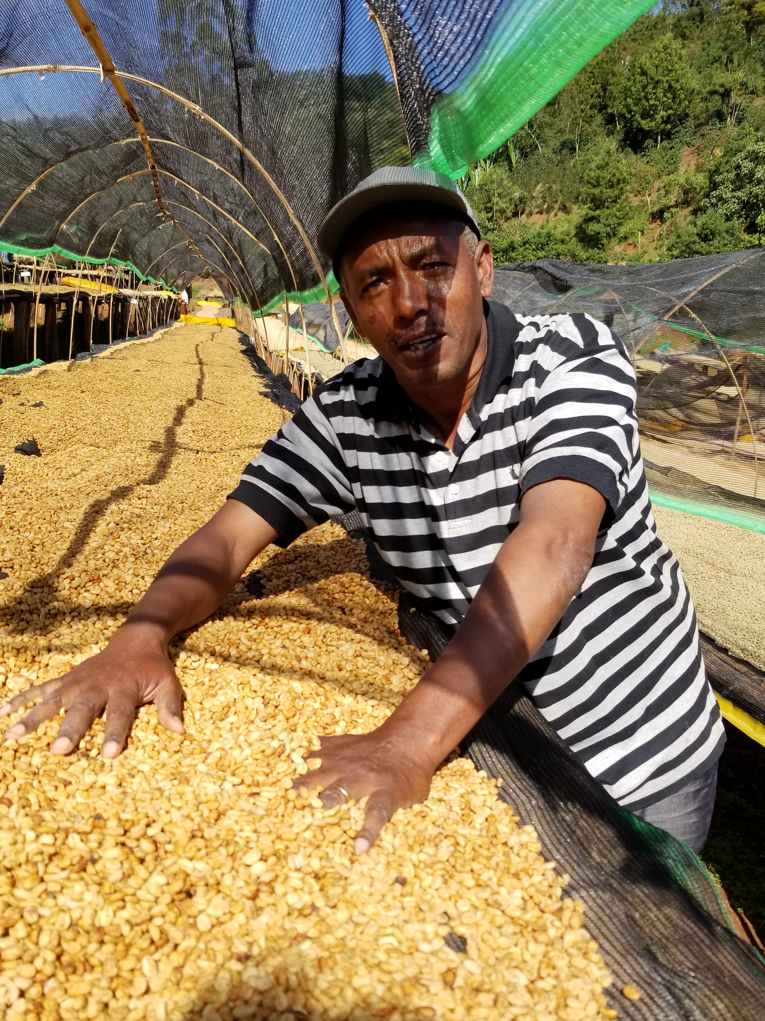 Ato next to drying golden coffee beans on raised beds