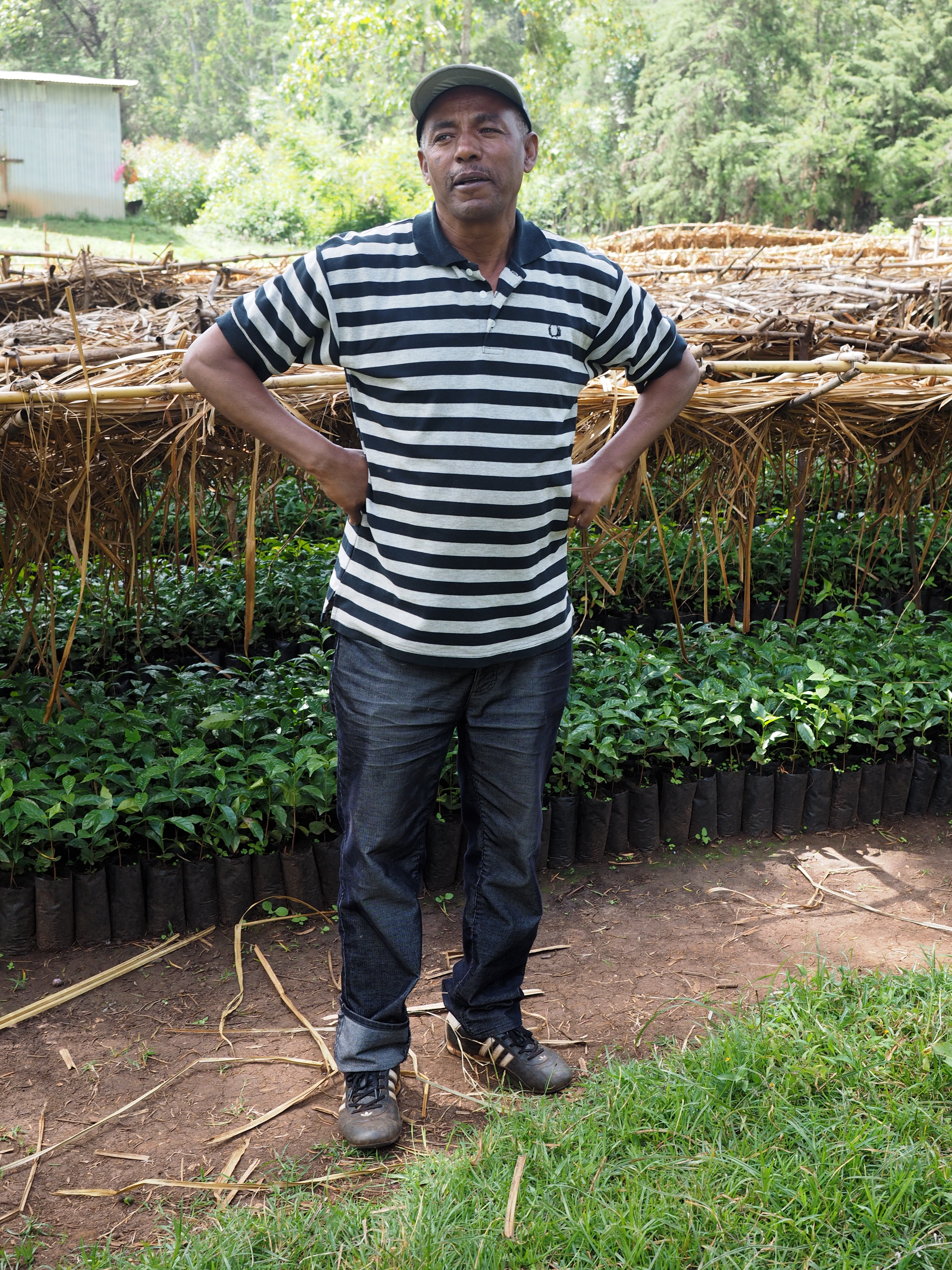 Ato Tesfaye Bekele standing amongst coffee and other plants on his farm
