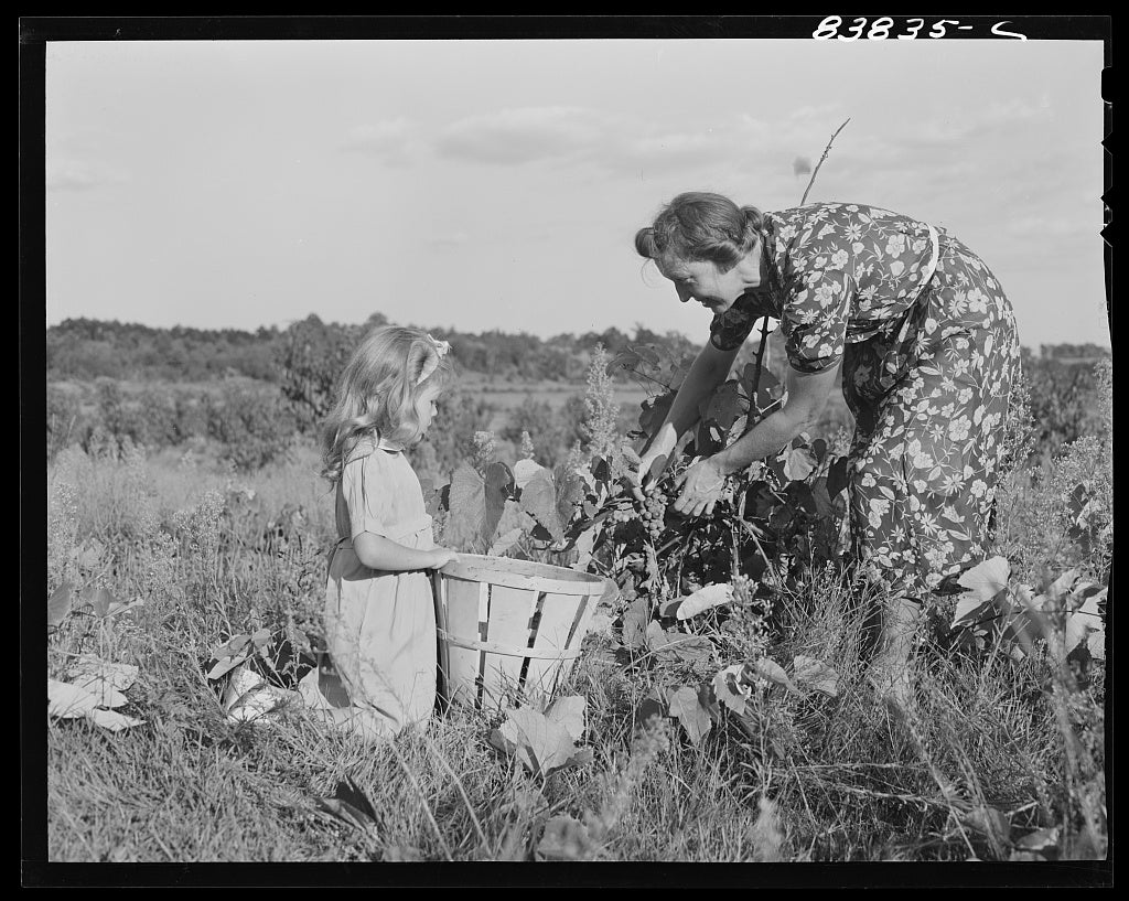Black and white photo of wedish farmer and daughter picking grapes on their farm