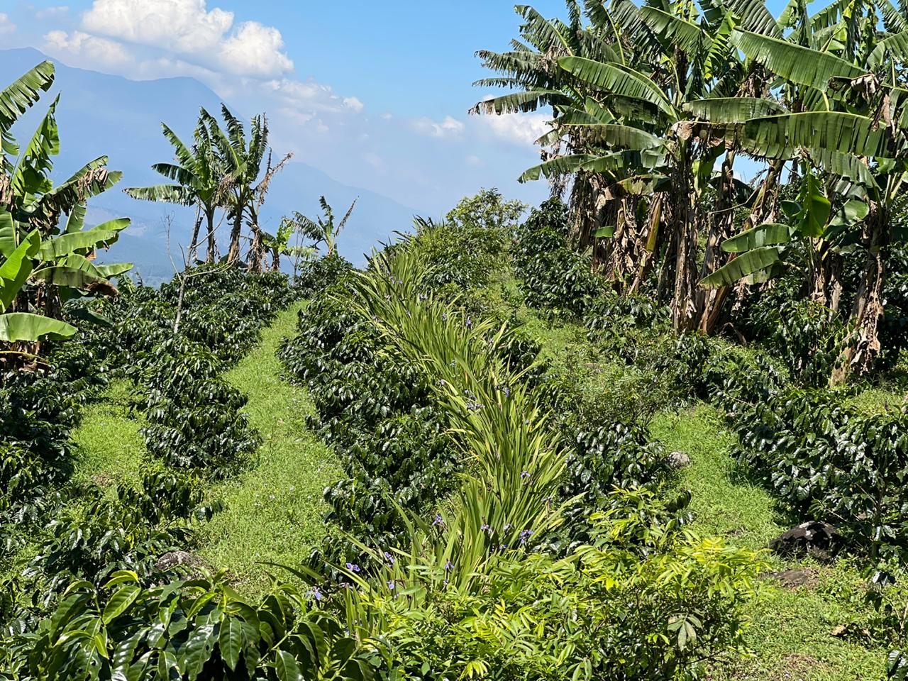 Overhead view of coffee plants intercropped with banana and other crops