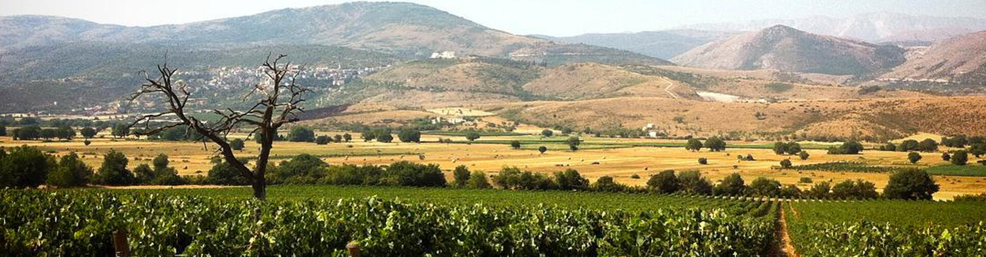 Masciarelli Vineyards in Ofena, Abruzzo - Italy
