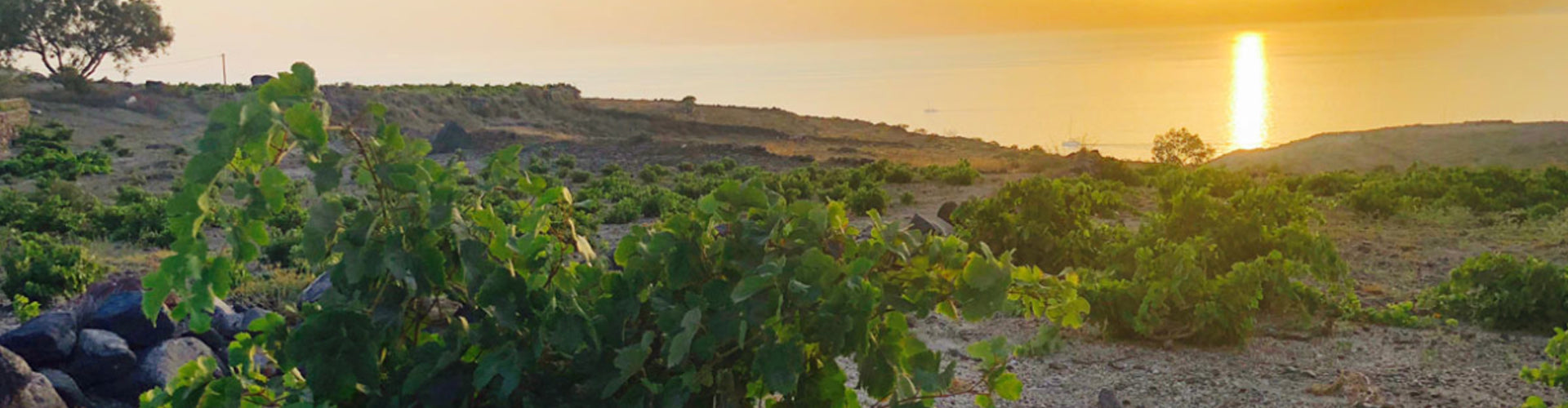 Vineyards of the Aegean Islands in Greece