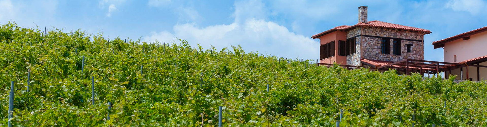 Akrathos Winery viewed through the vines