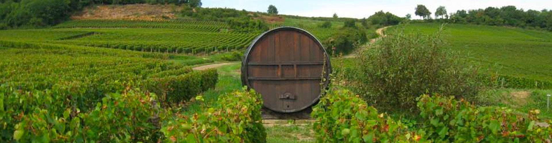 Giant Wine Barrel in Stéphane Aladame's Vineyards, Montagny in France