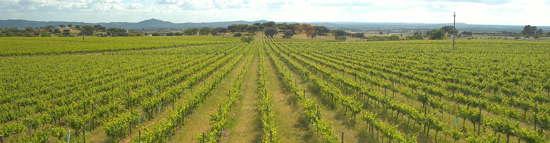 Vineyards in the Alentejo wine region of Portugal
