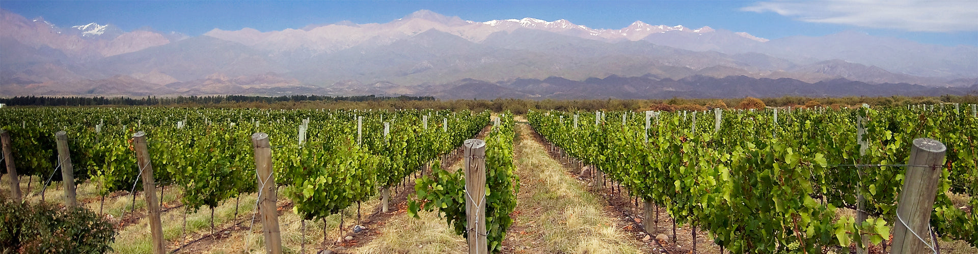 Wines from Argentina For Sale at Hic!