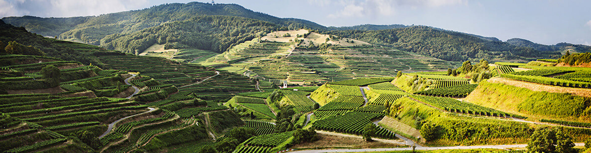 Vineyards in the Baden region of Germany