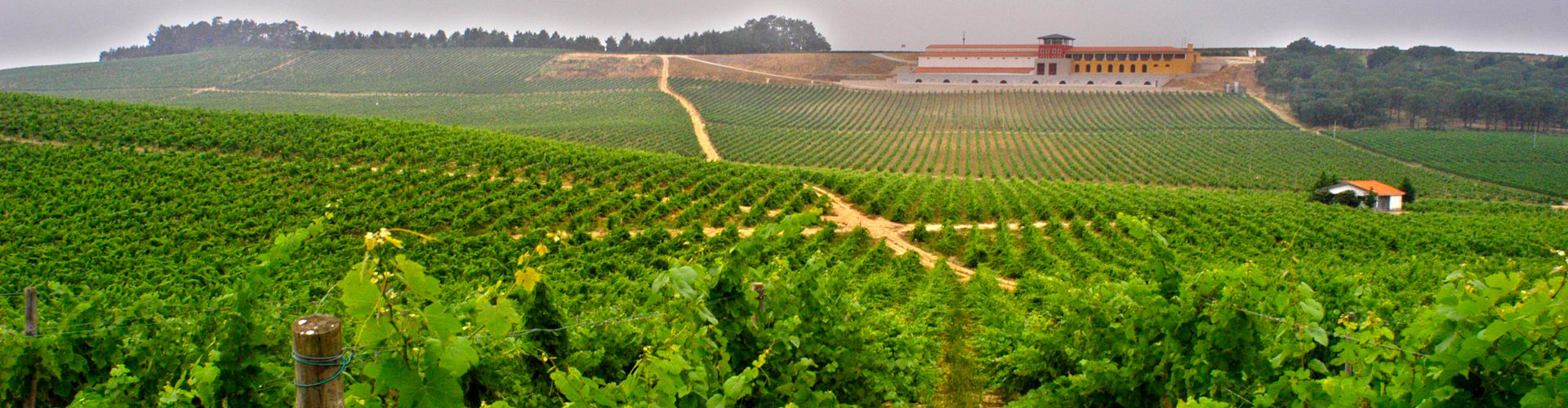 Vineyards of Campolargo in the Bairrada Wine Region of Portugal
