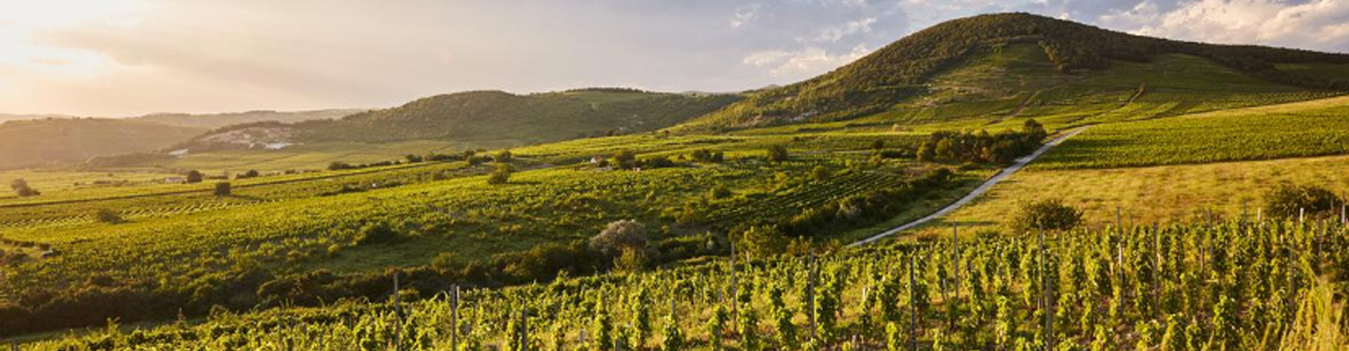 Barta Winery Vineyards in the village of Mád at the heart of Tokaj in Hungary