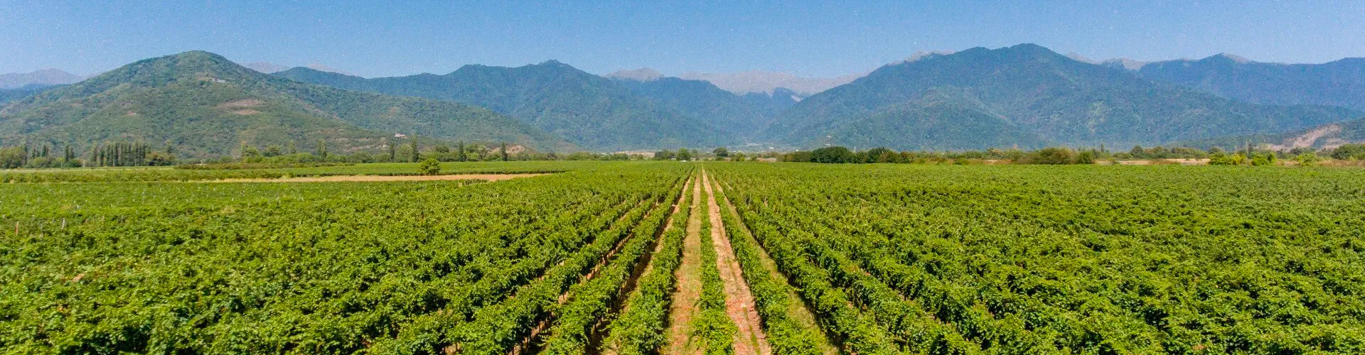Bedoba Vineyards in Kakheti, Georgia