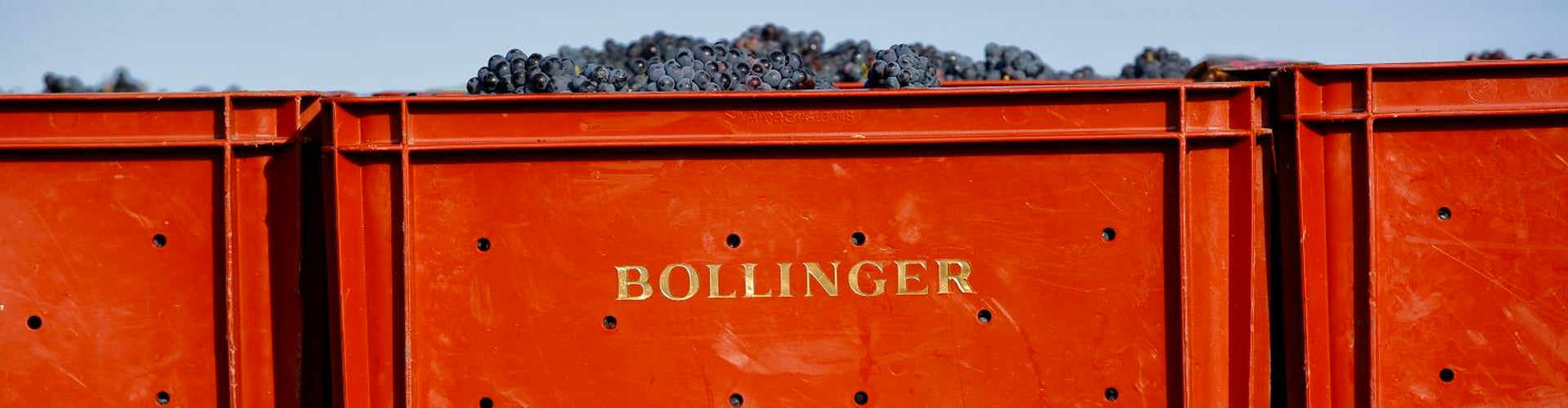 Champagne Bollinger Grapes in Picking Crates