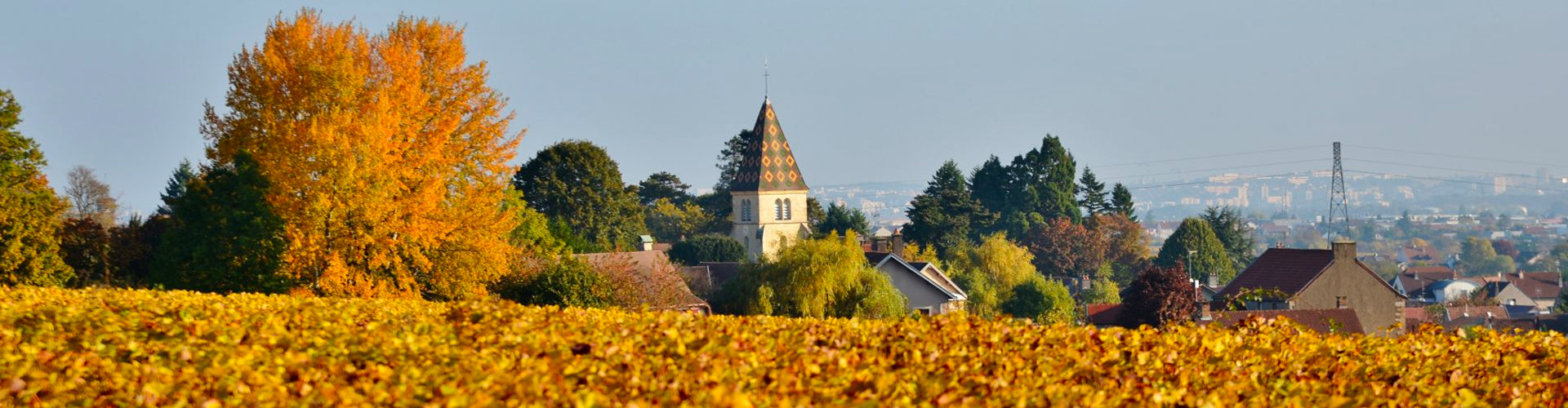 Domaine René Bouvier Vineyards in Marsanny