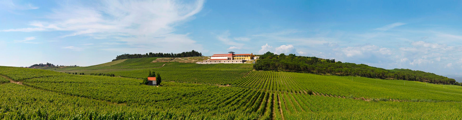 Campolargo Vinhos Vineyards in Bairrada, Portugal