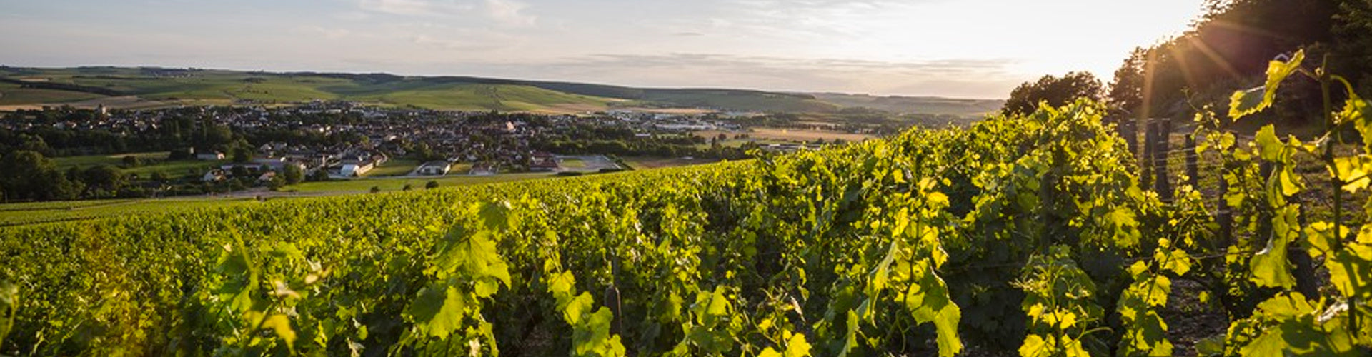 A view of Chablis from vineyards