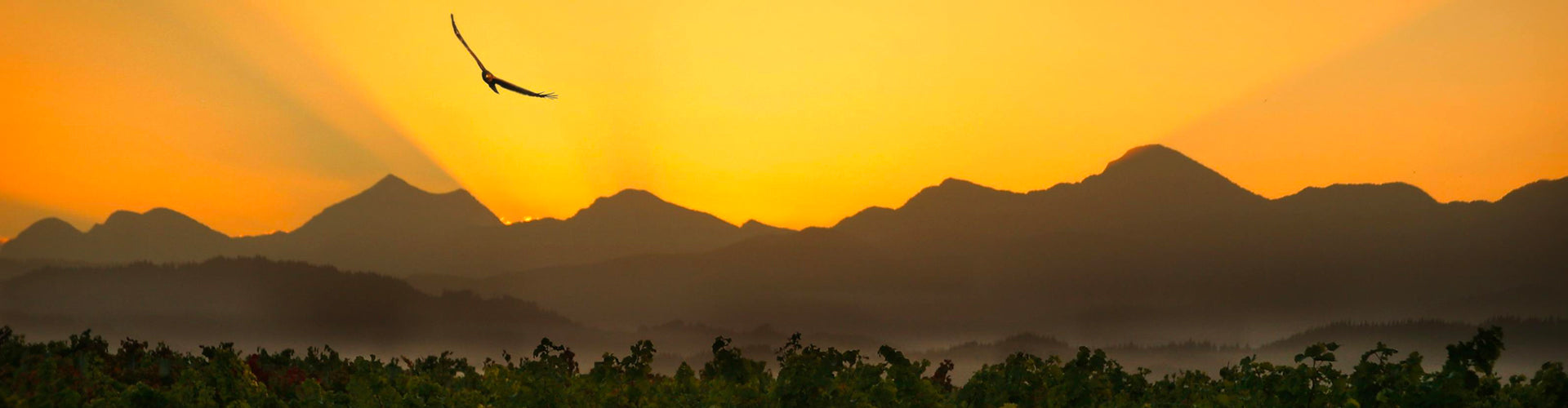 Falcon flying over Lake Chalice Vineyards at Sunset