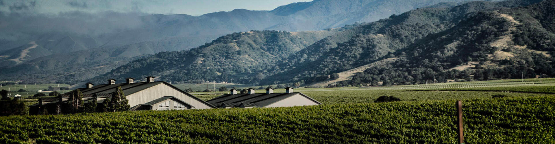 Sleepy Hollow Vineyard in Santa Lucia Highlands