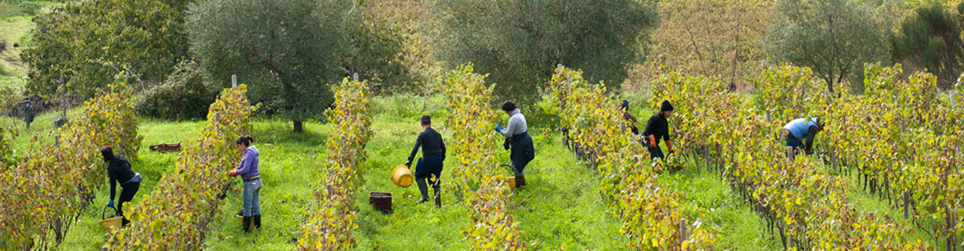 Graci Vineyard Mount Etna, Sicily