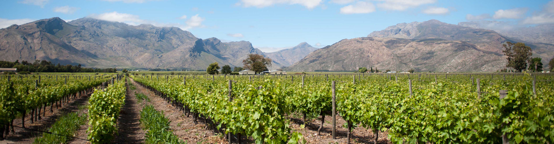Breedekloof Vineyard in South Africa