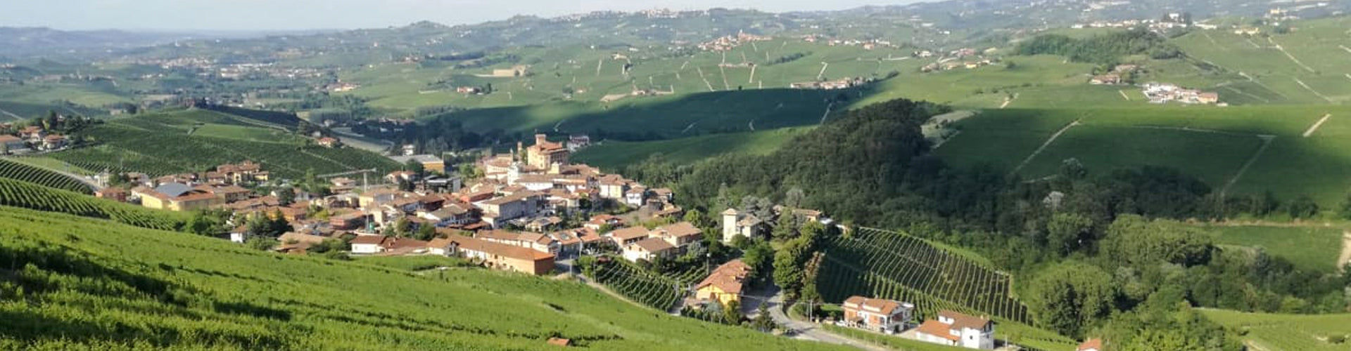 Umani Ronchi Vineyards in the Marche region of Italy