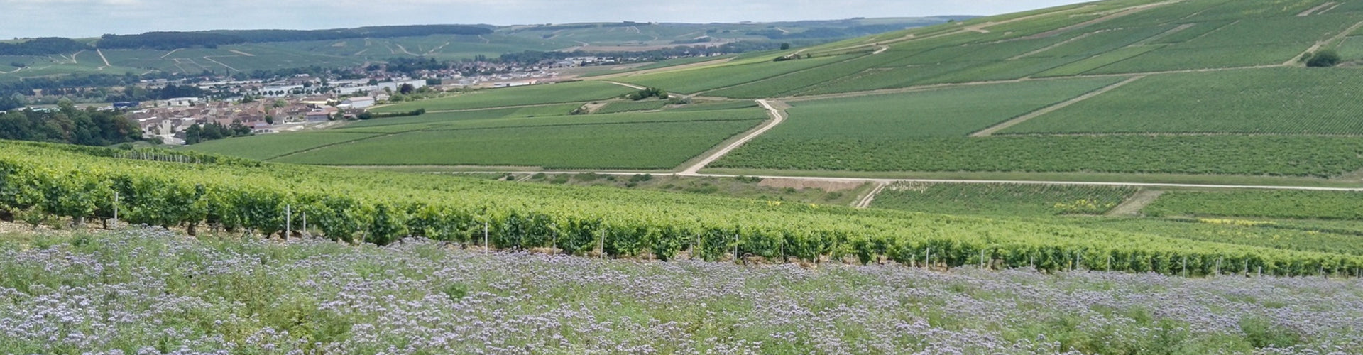 Domaine Sébastien Dampt Vineyards in Chablis