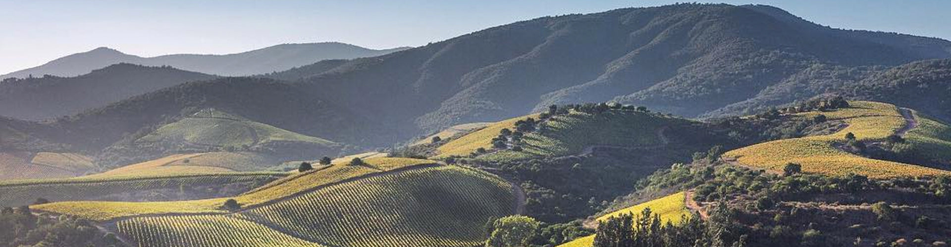 Vineyards in Chile's Aconcagua Valley Wine Region