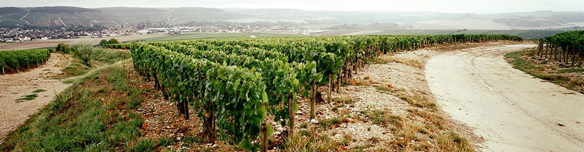Chablis Vineyards in Burgundy, France