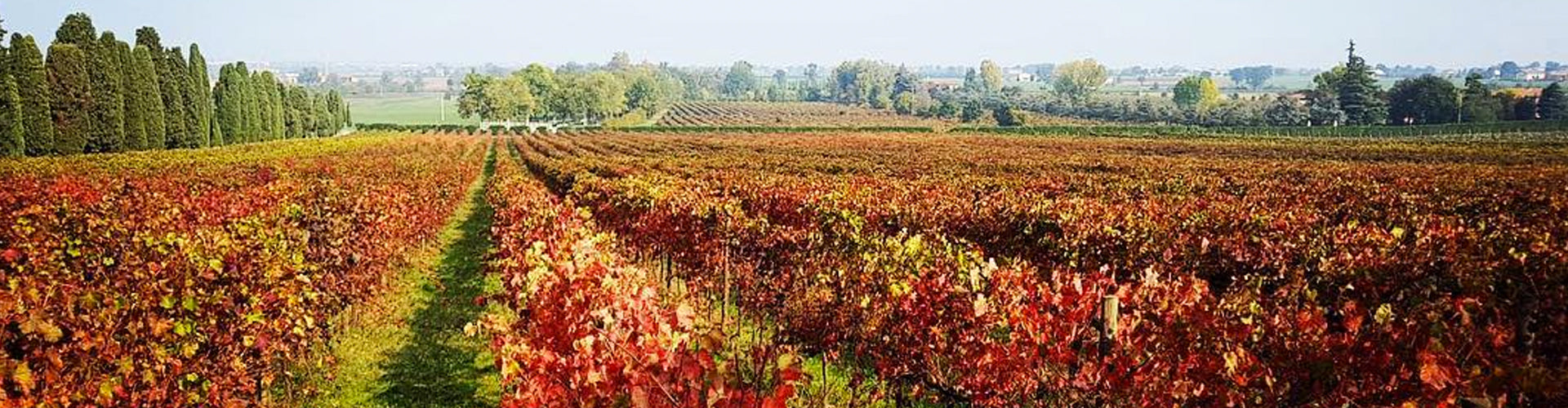 Venturini Baldini Vineyards near Modena in North East Italy